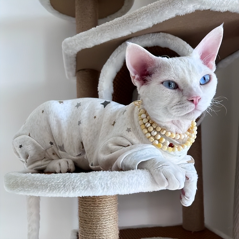 德文猫都很瘦吗,德文猫乖巧吗