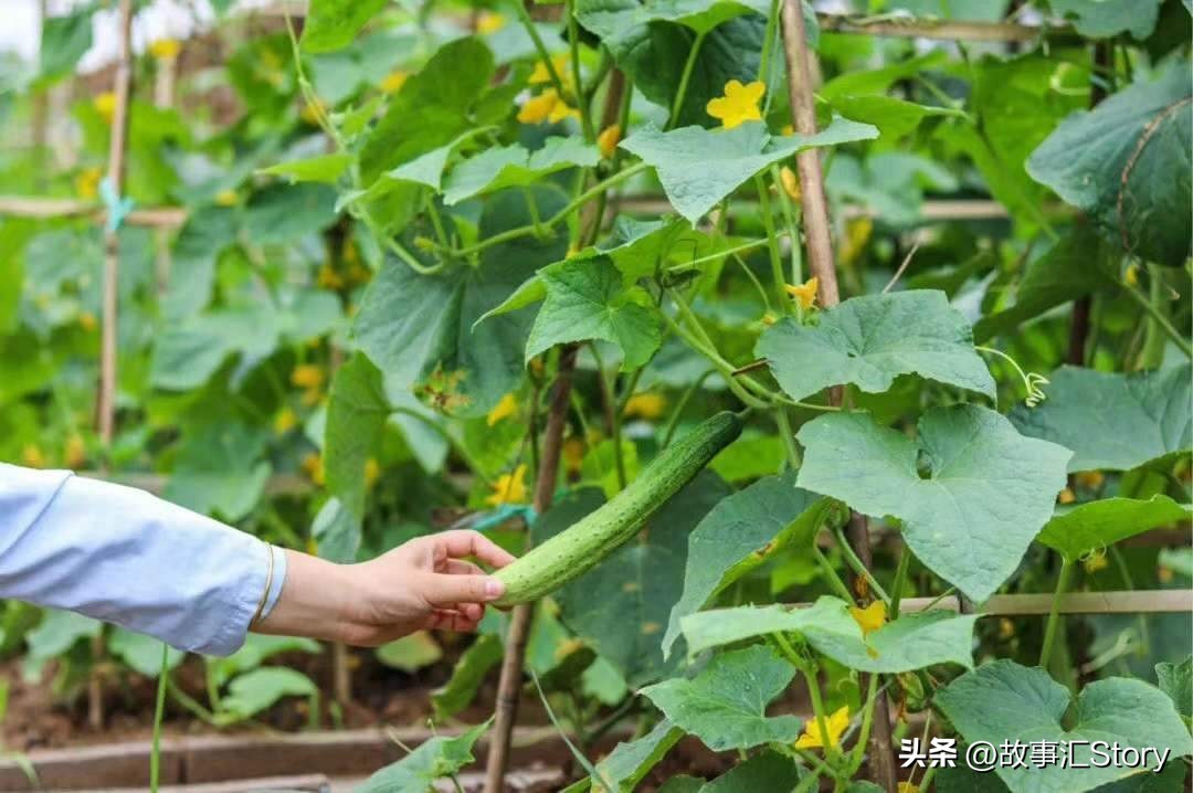 安徽夫妇在俄罗斯远东种菜,销售大白菜的时候被韩国人摆了一道