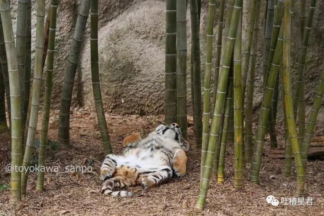 “千万！不要乱买东北风性感制服…”哈哈哈哈试穿后过于刺激