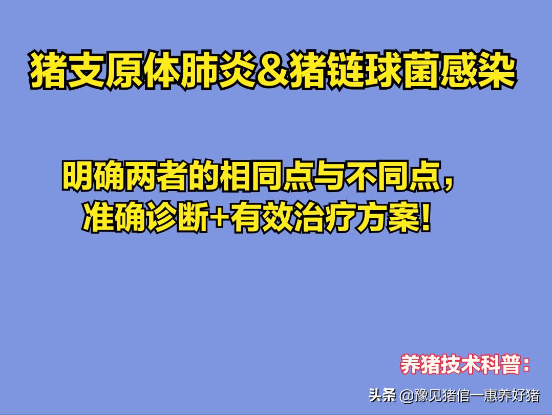 猪链球菌与支原体感染症状也有相似点？若不明白其特征，也易混淆