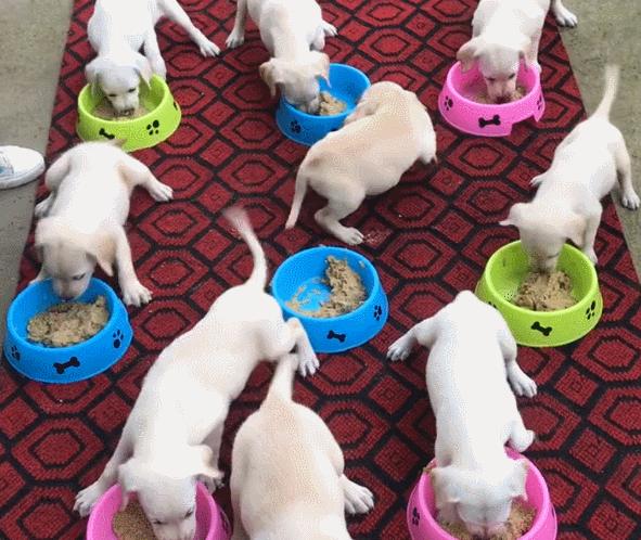 鼻饲喂食正确方法和注意事项,金毛喂食注意事项及禁忌