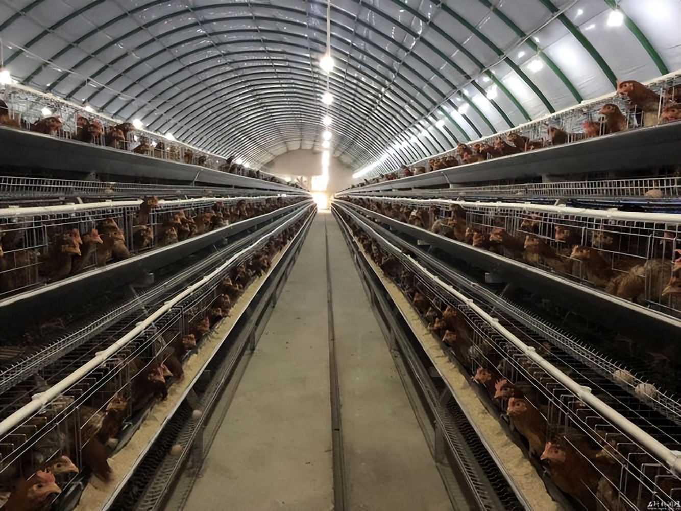 种植仙草一年收入,云南农民种仙草致富