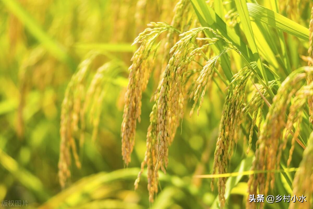 今天入伏下雨有什么说法,入中伏下雨有什么讲究