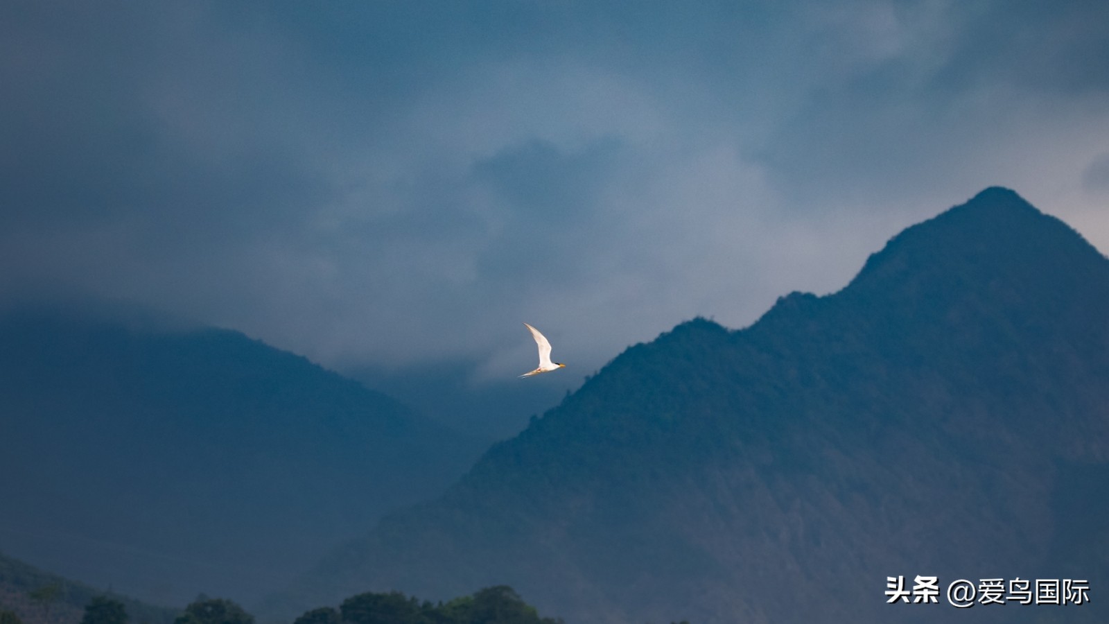 2024观鸟大年,观鸟大年介绍