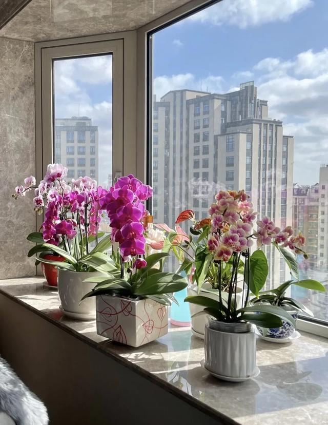 寓意吉利的花有哪些,哪一种花寓意带来好运