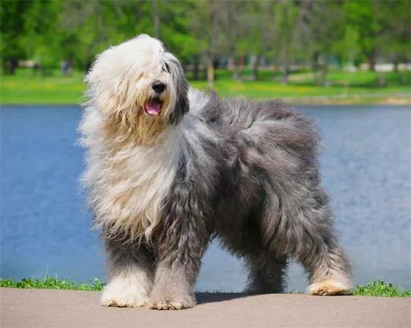 王大雷国足发型,王大雷为什么发型最多