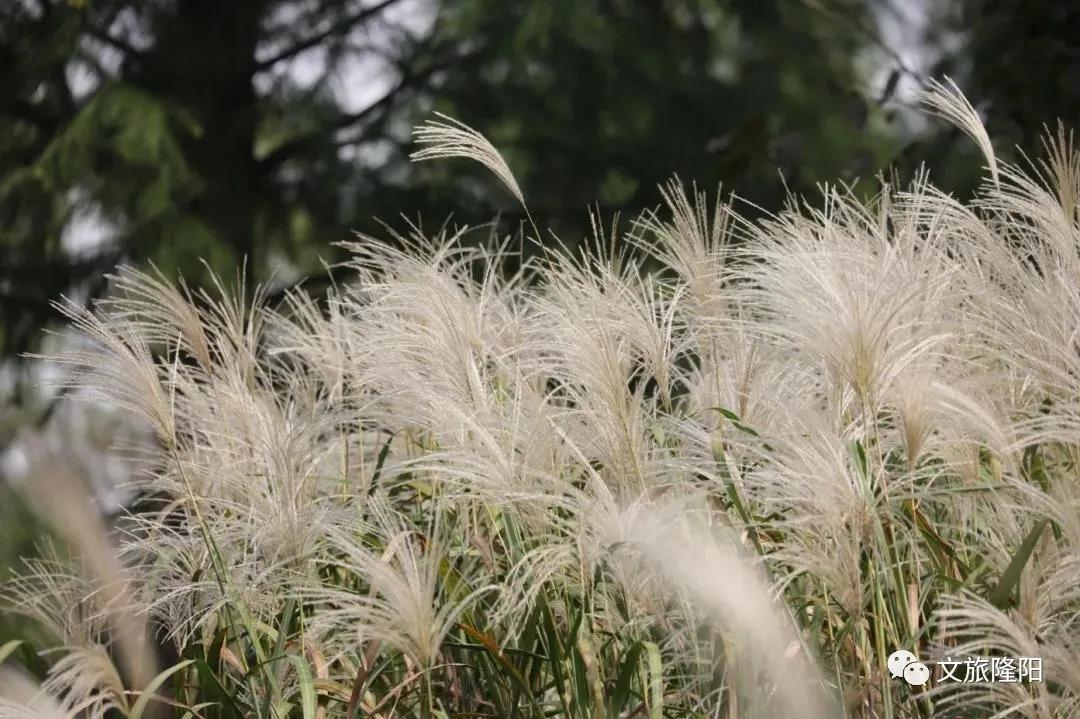 冬樱散场菜花香，蜂飞花间采蜜忙：用一天的时间去邂逅乡野风光