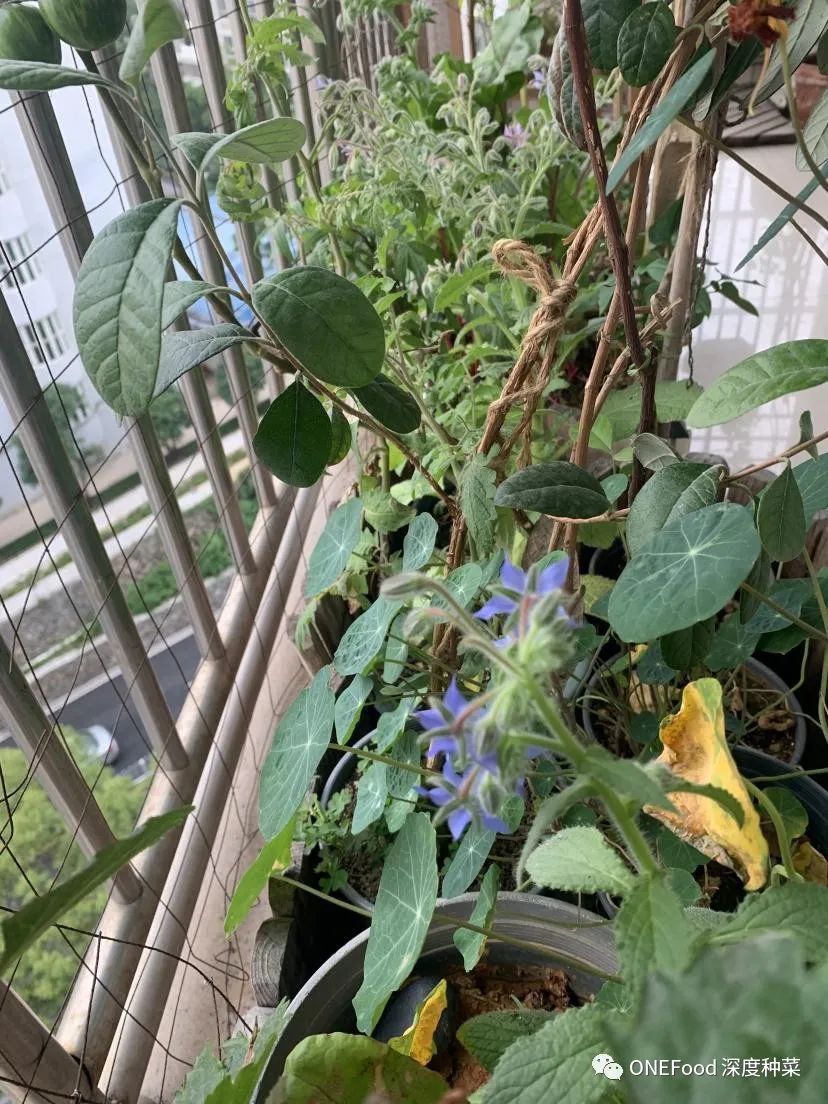 阳台适合种的果树蔬菜,阳台可以种植什么小果树