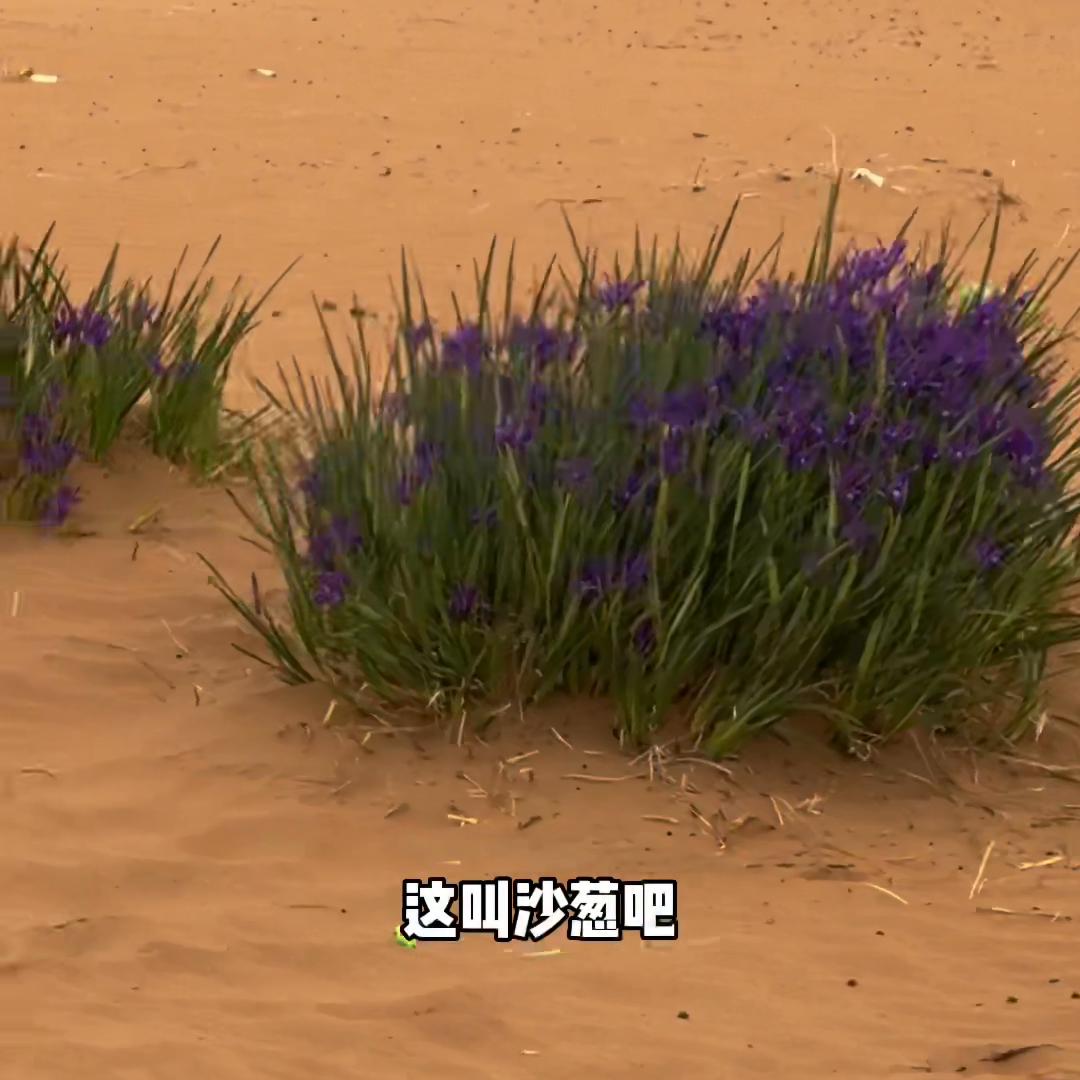 自驾全疆大环线攻略,30天全疆自驾游攻略