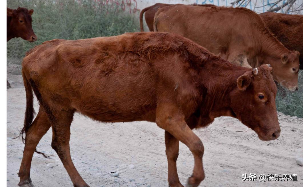 瘦牛怎样能快速养肥啊,怎样可以让瘦牛快速上膘