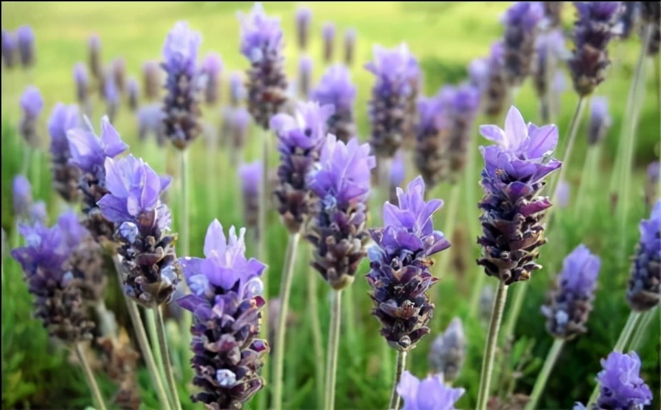 进口薰衣草干花,高级干花真花薰衣草