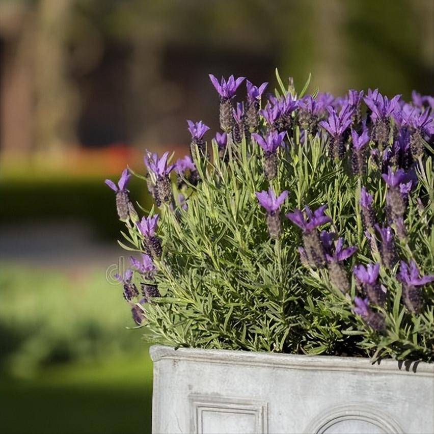 盆栽薰衣草的种植技巧和注意事项,薰衣草盆栽种植方法图片欣赏