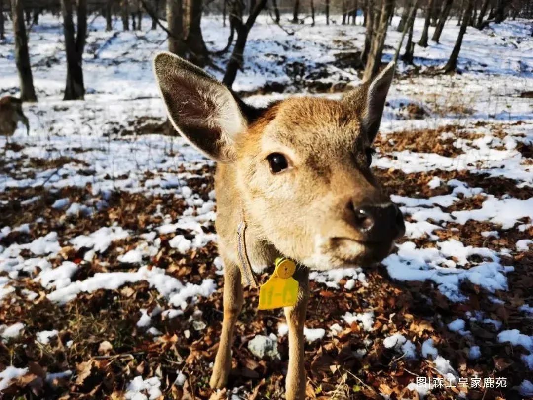 快看！黑龙江各地都被哪些萌货代表了？