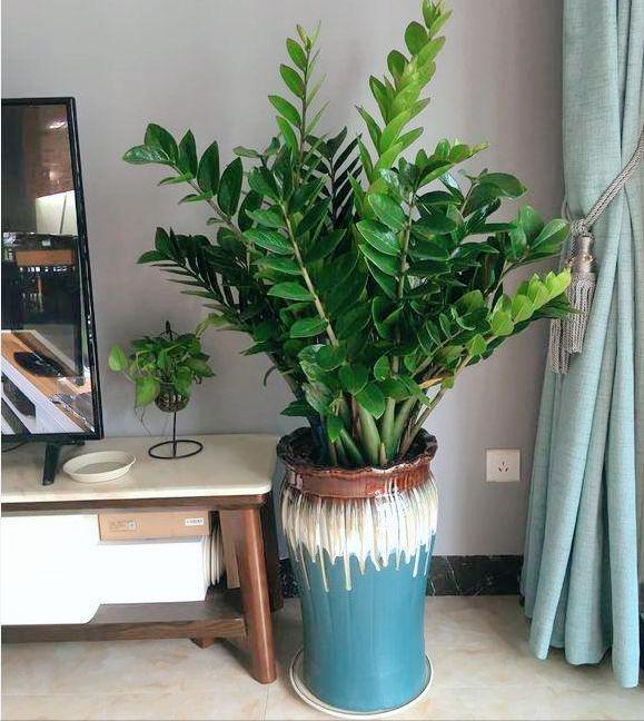 6种漂亮的富贵花好养好看还招财,6种长寿花能活一百年漂亮又吉利