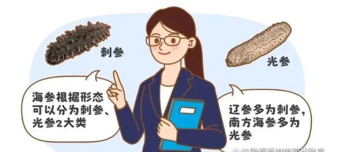 什么品牌海参质量最好最便宜,市场海参最好的是哪种