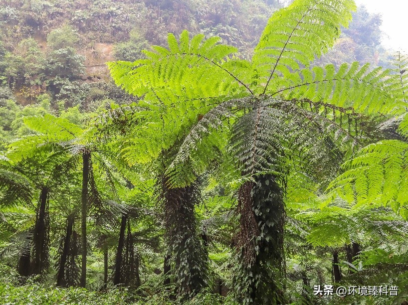 盘点中国拥有的14项世界自然遗产，是否有你的家乡