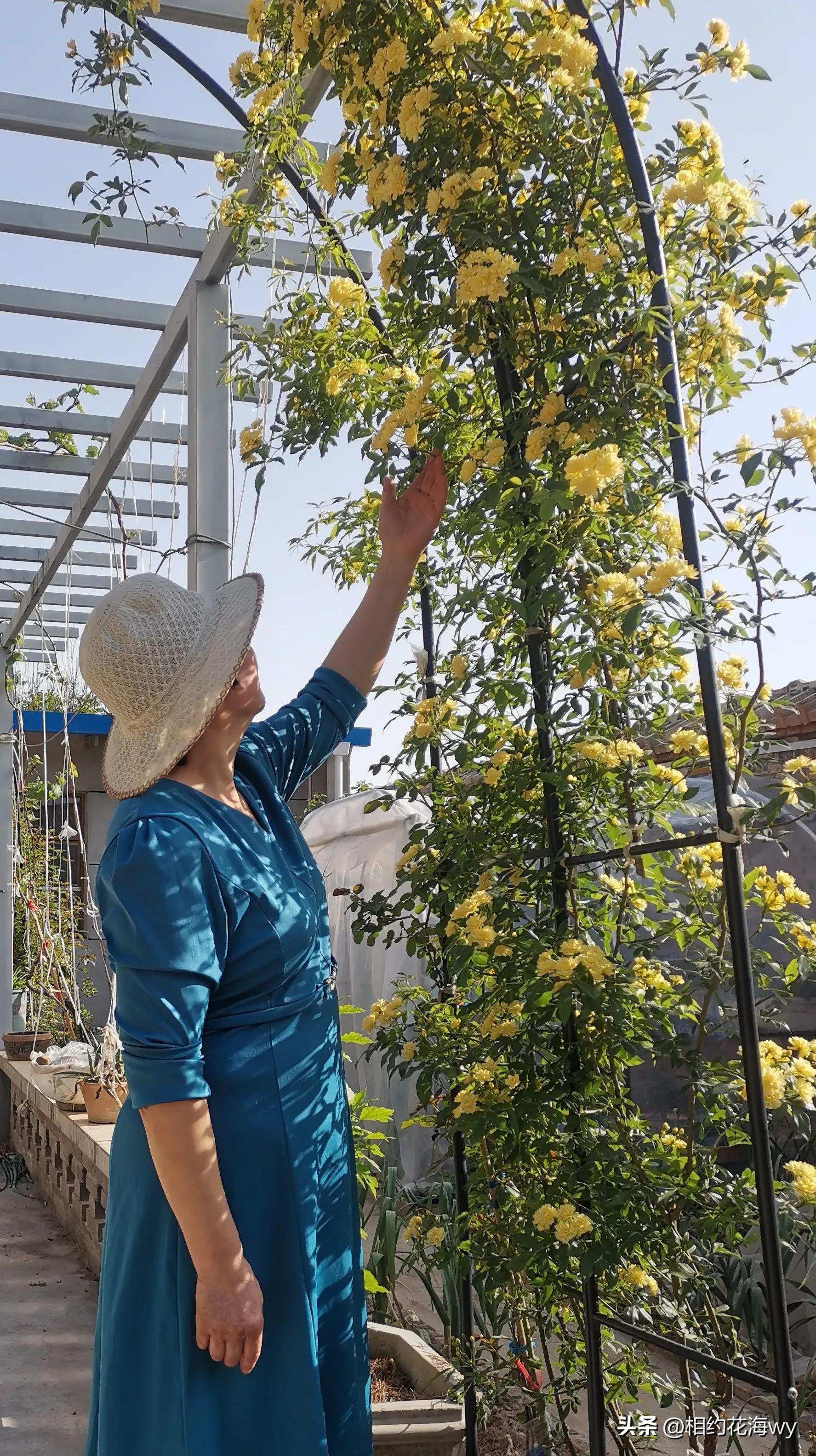 母亲素描速写,母亲素描视频