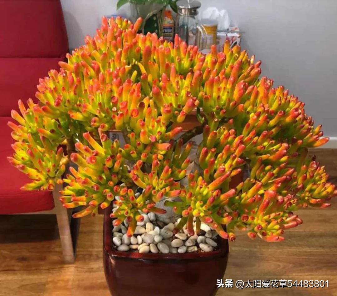 家养3种富贵花福气好运挡不住,家养三种花旺人旺家