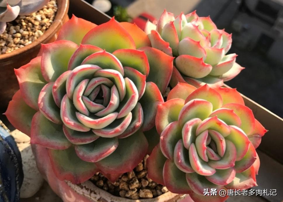 养老桩的多肉要用大盆吗,养老桩多肉用什么盆