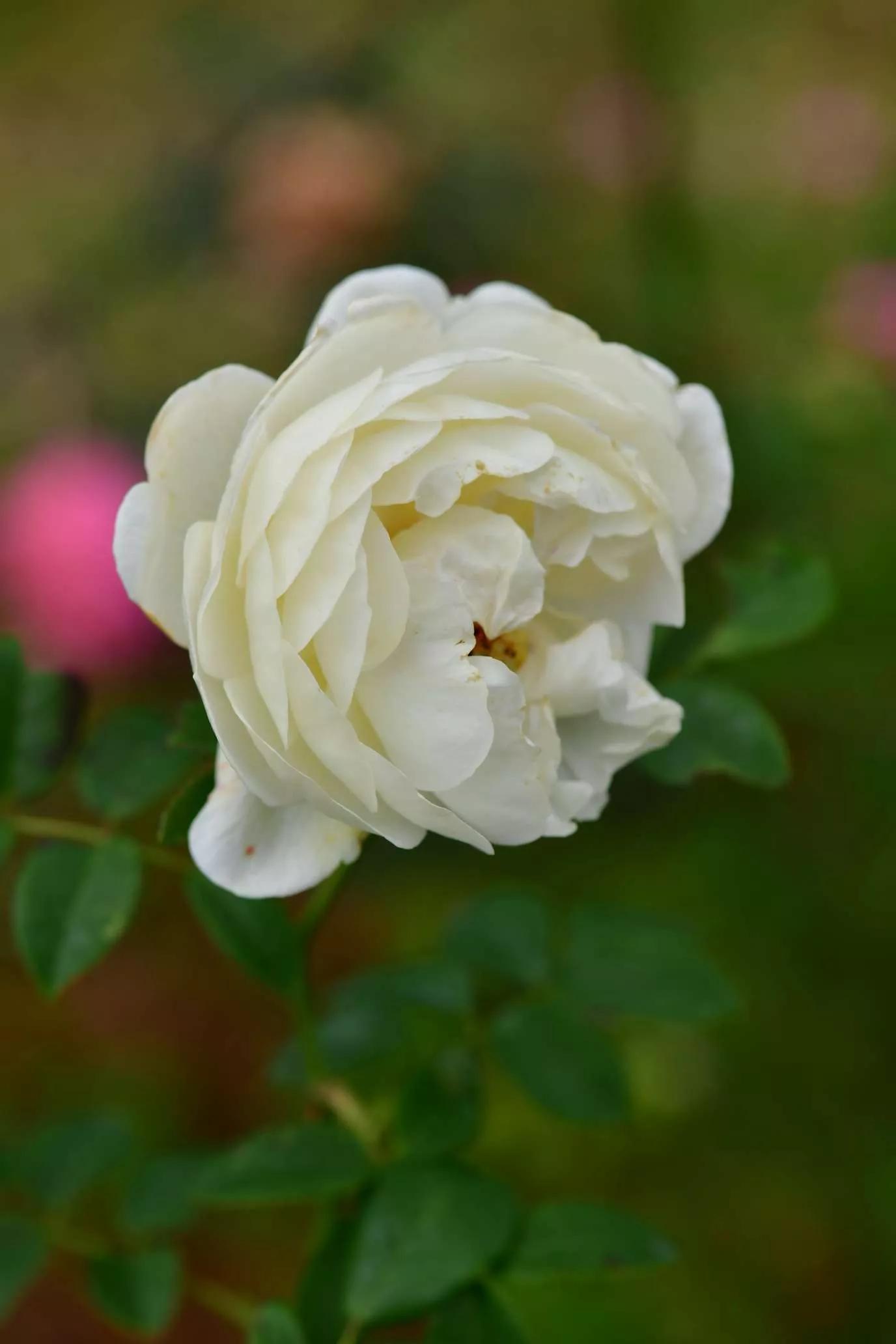 所有花的名称大全,认识各种花的寓意