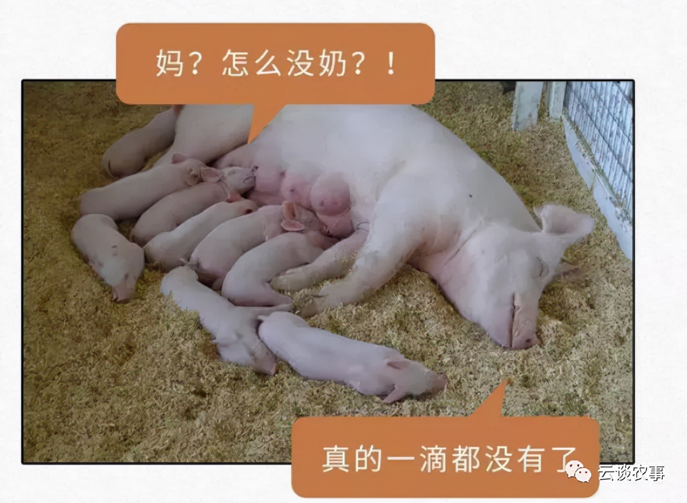 母猪的产后护理小说,母猪的产后护理书籍