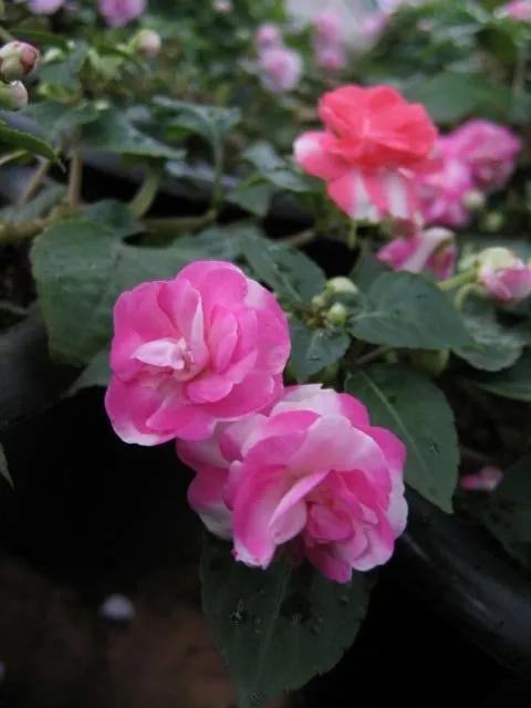 凤仙花种植方法,凤仙花