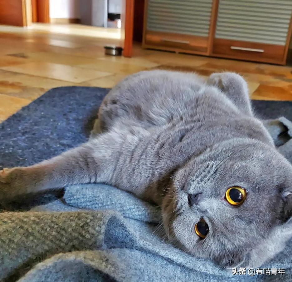 流泪猫猫头原图,最近猫猫头为什么这么火