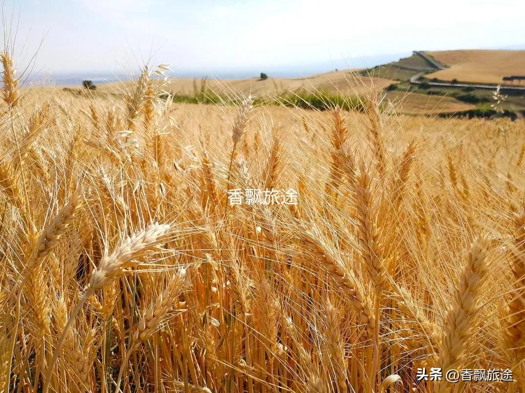 新疆伊犁州江布拉克,新疆奇台江布拉克