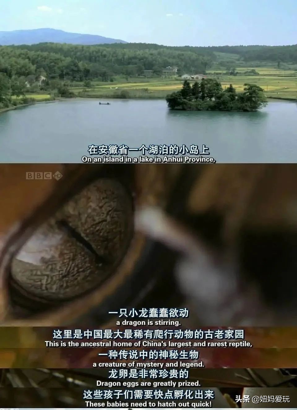 这几部口碑爆棚的宝藏纪录片,国庆孩子必看的8部神级纪录片