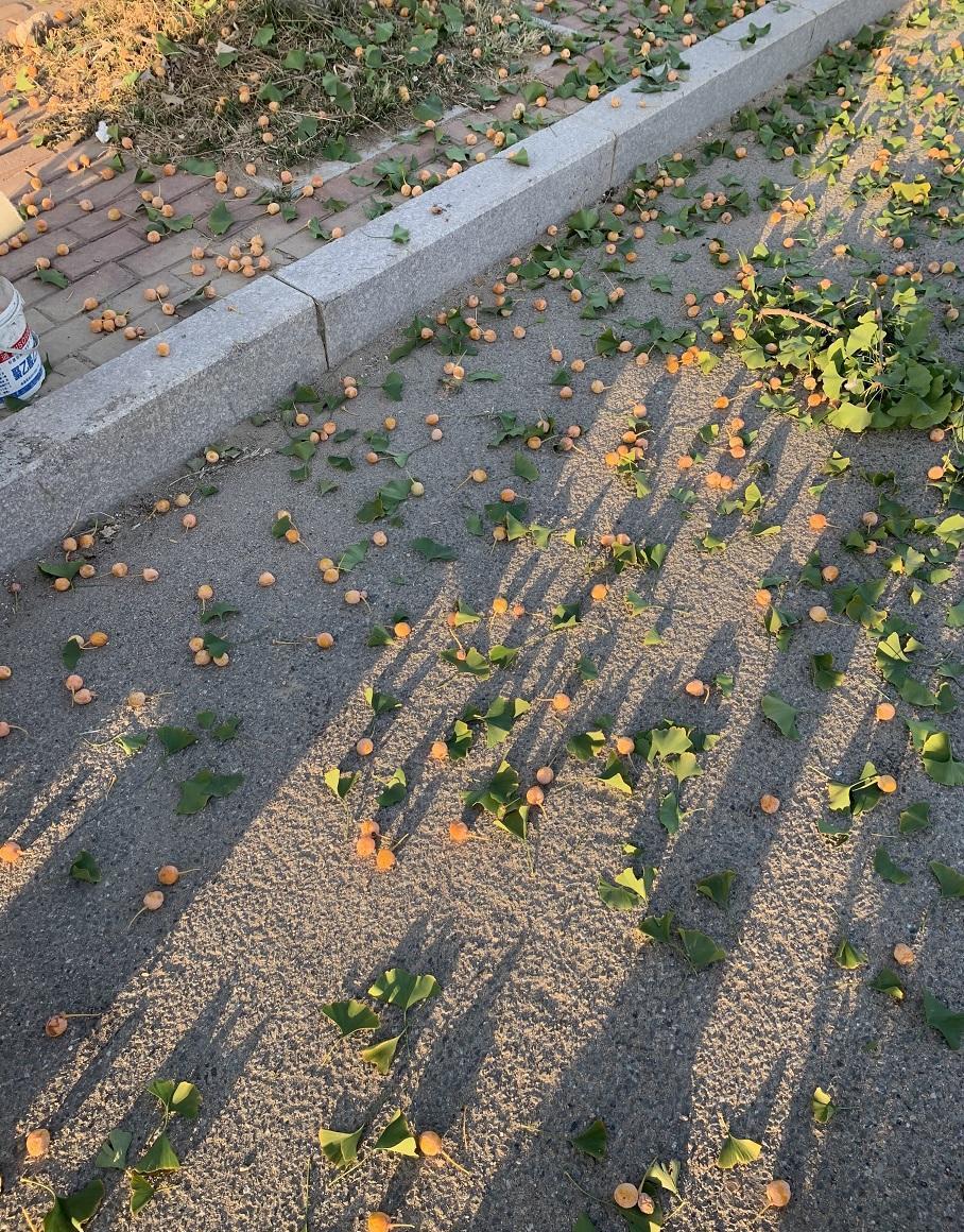 超市的银杏20一斤，我们当地，遍地都是，大爷捡了一三轮车