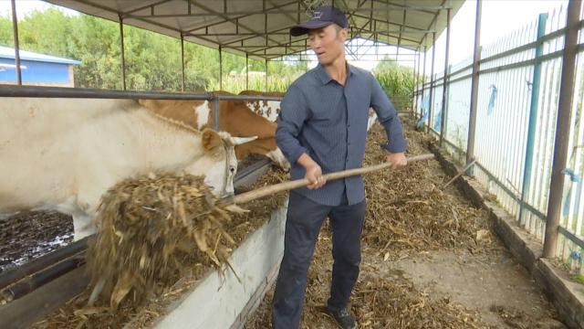 乡村振兴肉牛养殖项目,发展肉牛养殖助力乡村振兴