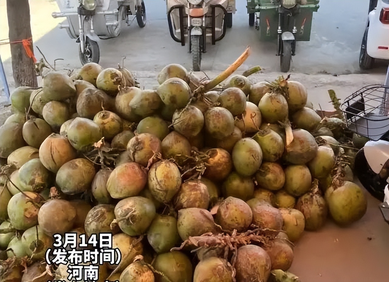 女儿孕期需喝椰子水，老爸买来一整车，这么喝真没问题吗？