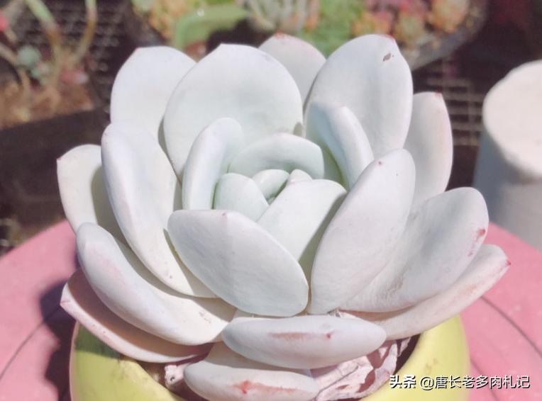 多肉雪莲如雪,多肉雪莲能去头吗