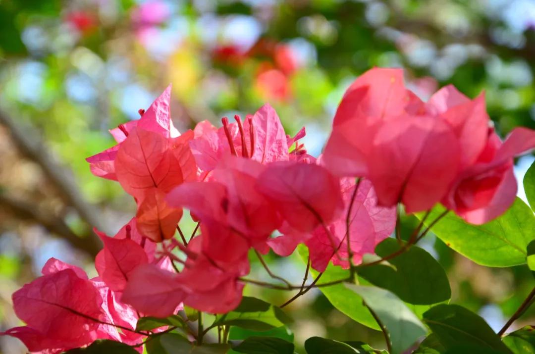 适合2月出行的12个旅行地，不负冬日的白雪和暖阳，准备好了吗？