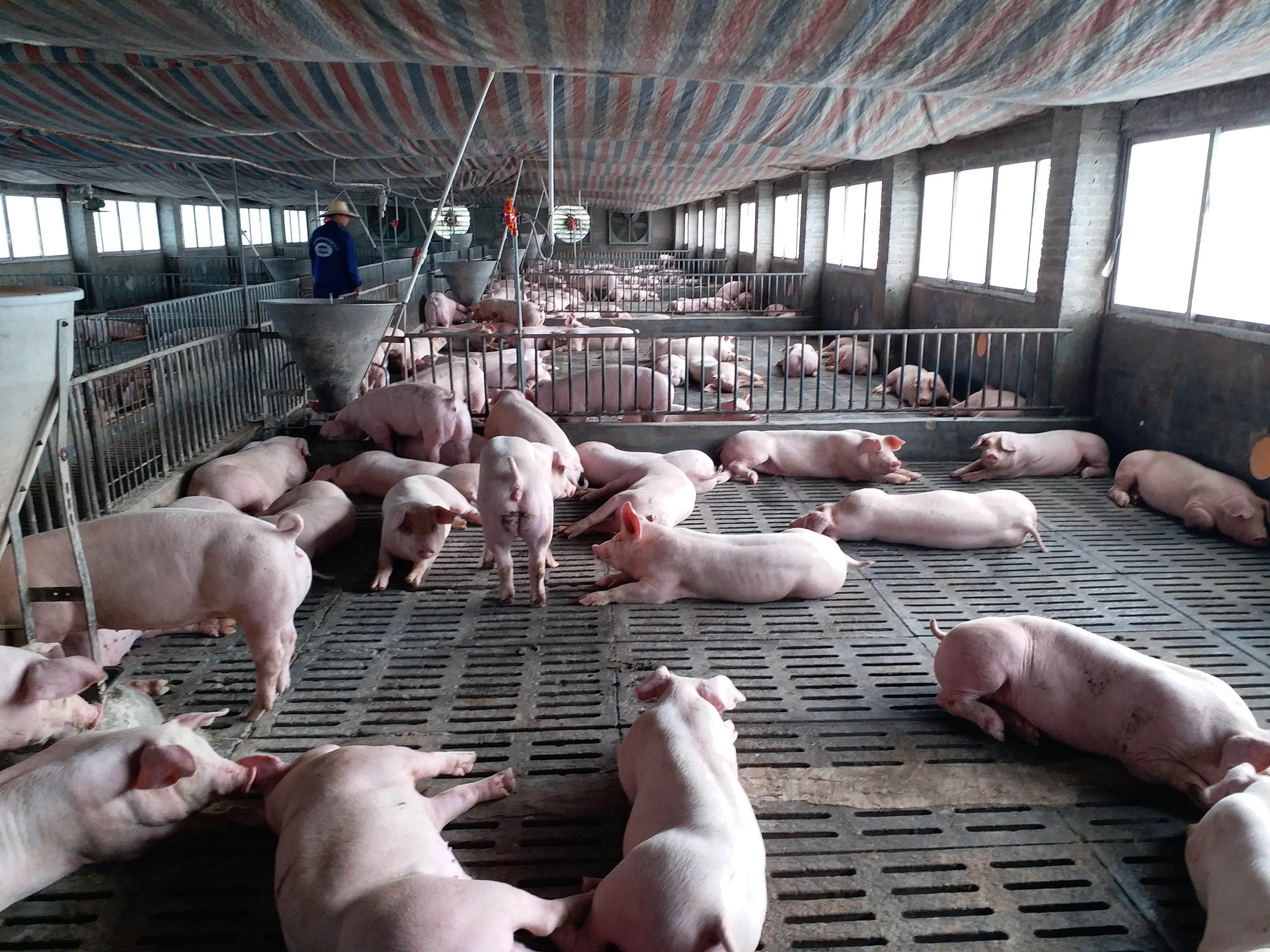 猪场被投诉有气味怎么办,家附近养猪场很臭怎么举报