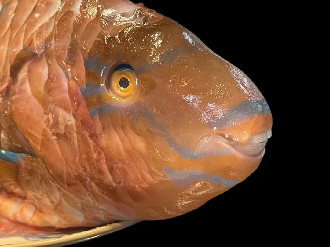 潮爸家7月2日午餐记录,湛江野生鹦鹉鱼,与苏眉青衣齐名海中珍品