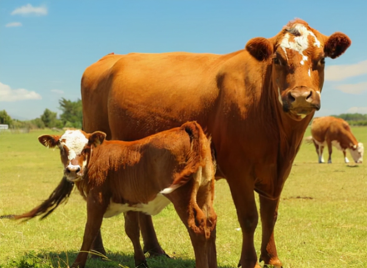 母牛怀不上,母牛怀不了孕怎么办