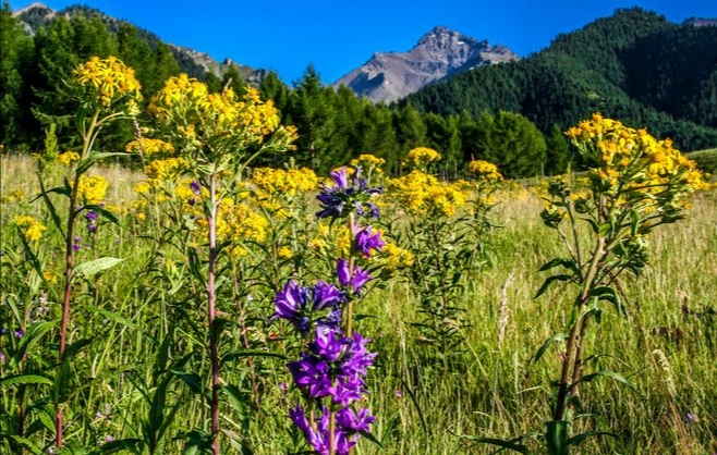 「四十七」：小娥与干大