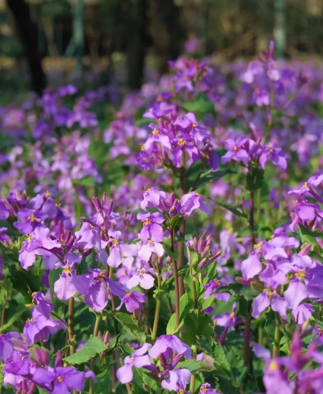 30款经典蓝紫色开花植物!别拉我,就让我坠入这梦幻的漩涡