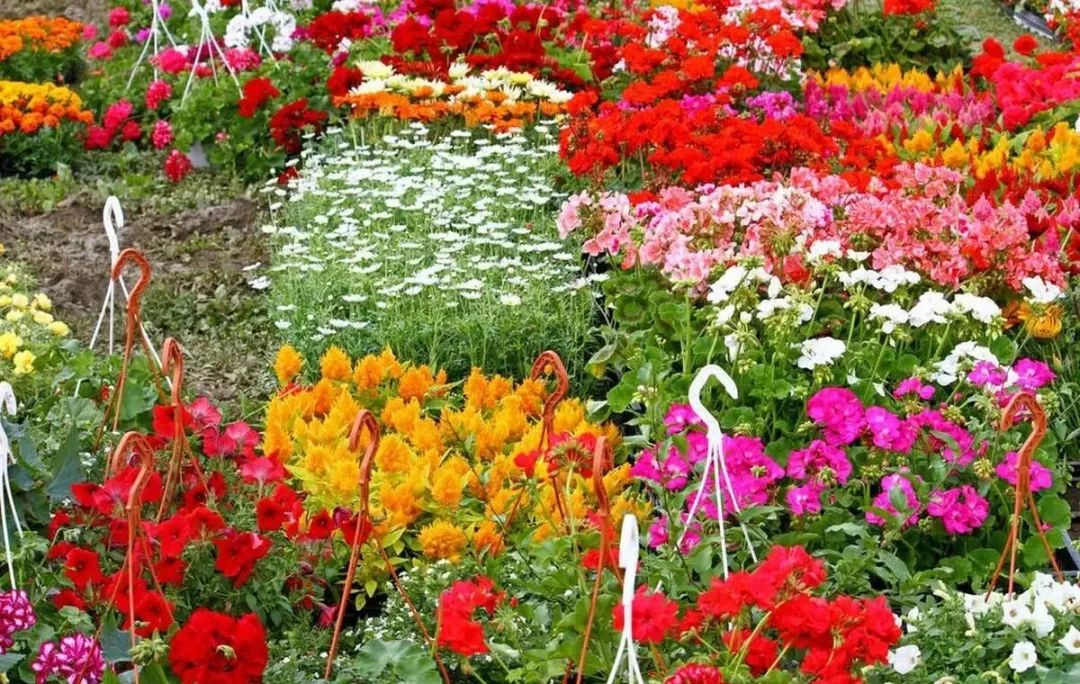 做冷门生意月入上万,年过50找不到工作