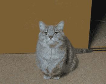 猫咪为什么早上突然不粘人了,猫咪早上特别黏人不给抱