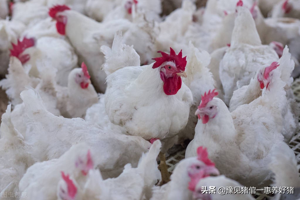 运城猪场兽药配伍,猪场兽药最佳配伍