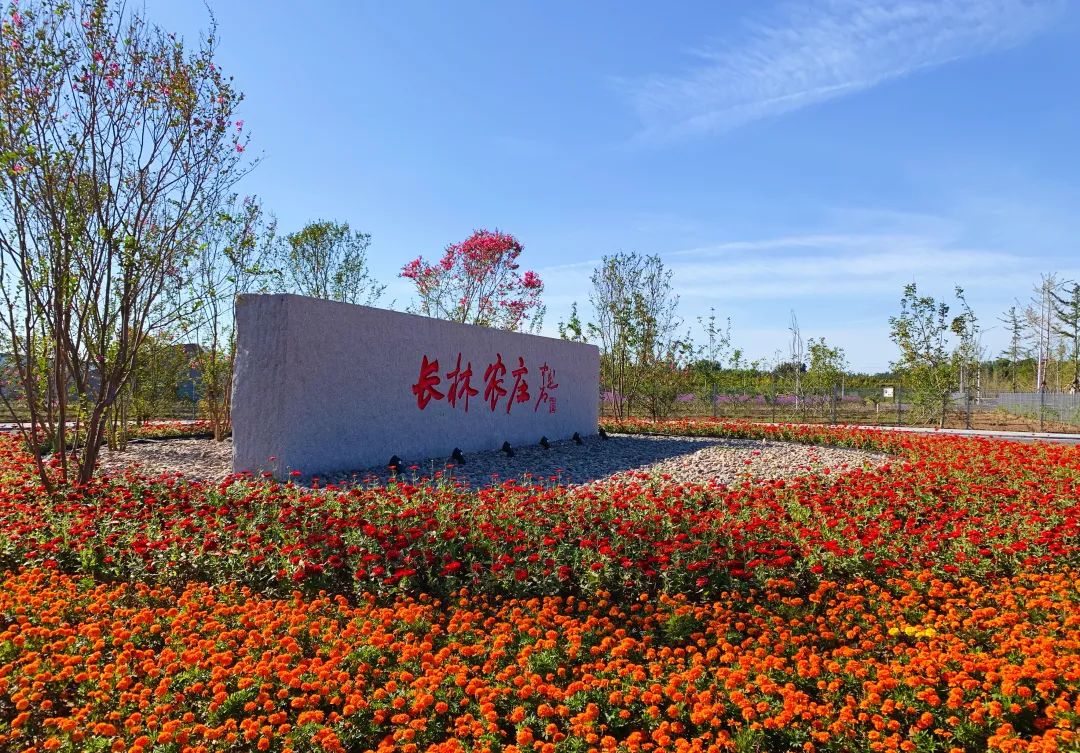 整村运营,整村运营顶层策划