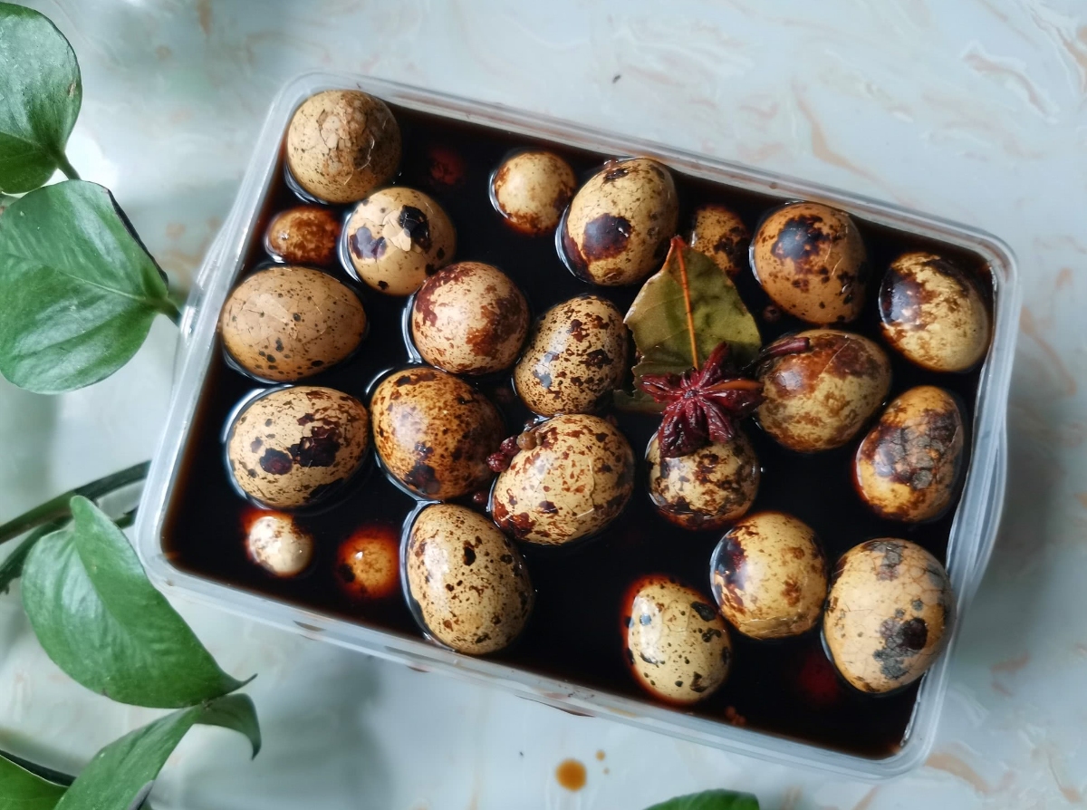 鹌鹑悲惨一生,鹌鹑的悲惨人生