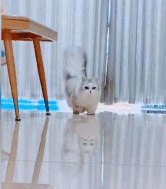 两只猫打架喵星人殊死搏斗满嘴毛,两只猫打架互拔胡子