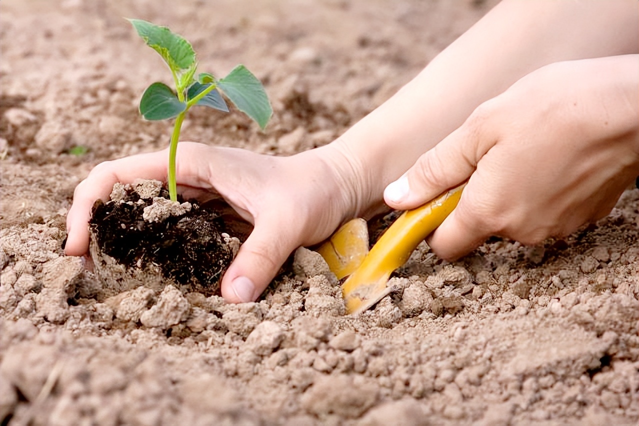 菜苗移栽后，叶片萎蔫缓苗慢？别急，分享5个小窍门，好学更好用