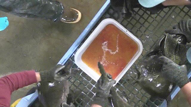 三文鱼水光真假分辨,哪种才是真正的三文鱼