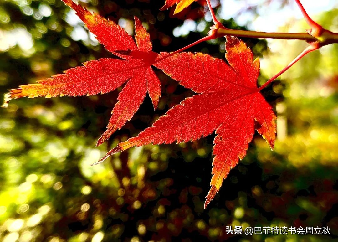 三大运营商价值重估,三大运营商上涨的逻辑