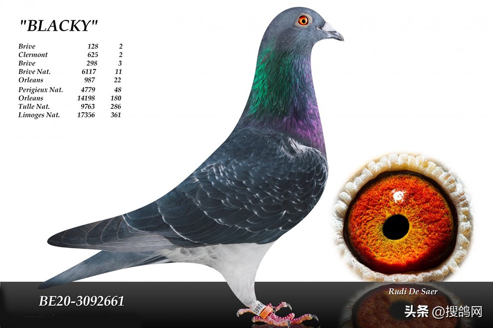 鲁迪狄萨尔信鸽,鲁迪戈贝尔季后赛表现