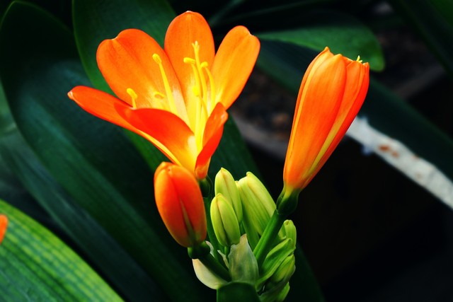 君子兰属兰花,君子兰兰花咋养